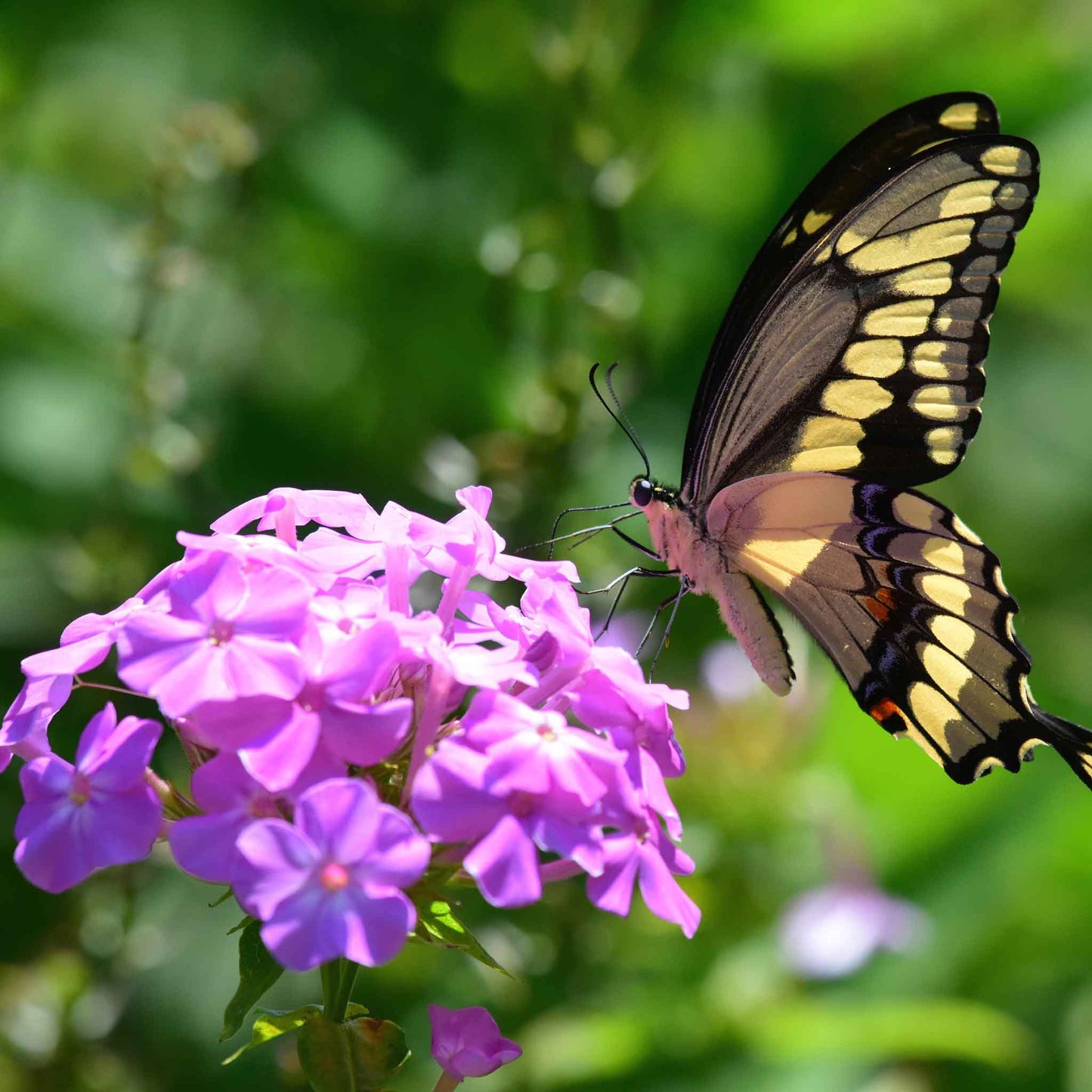 Phlox Seeds - Garden Phlox Mix