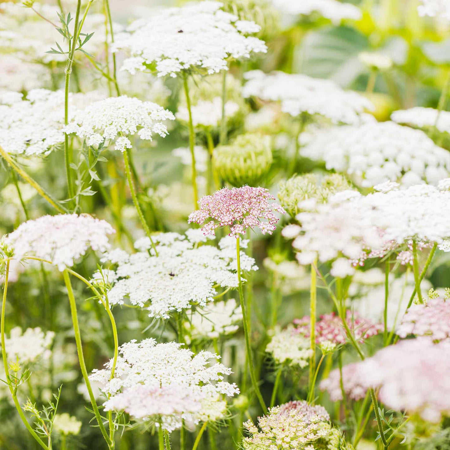 Queen Anne's Lace Seeds - Chocolate Lace Flower