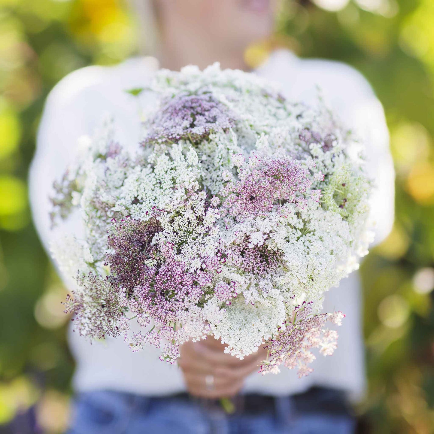 Queen Anne's Lace Seeds - Chocolate Lace Flower