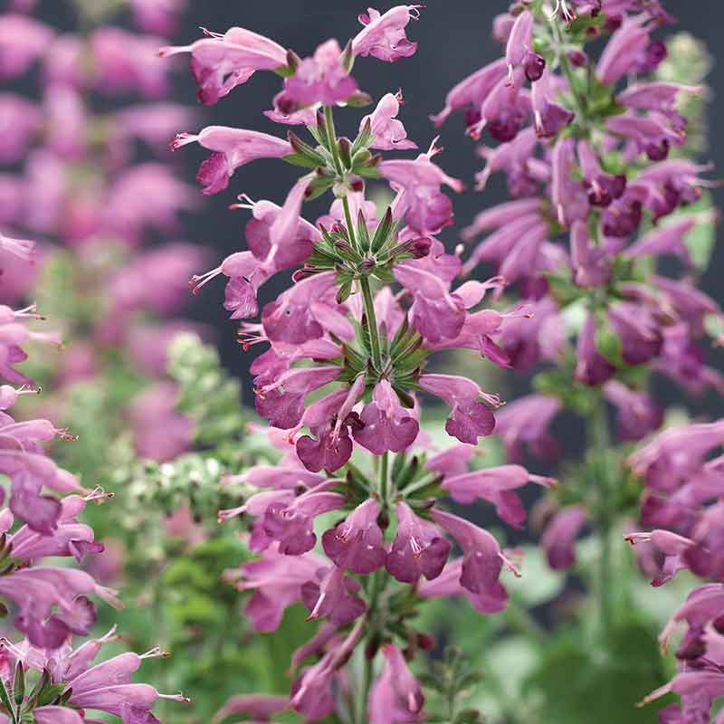 Sage Seeds - Summer Jewel Lavender