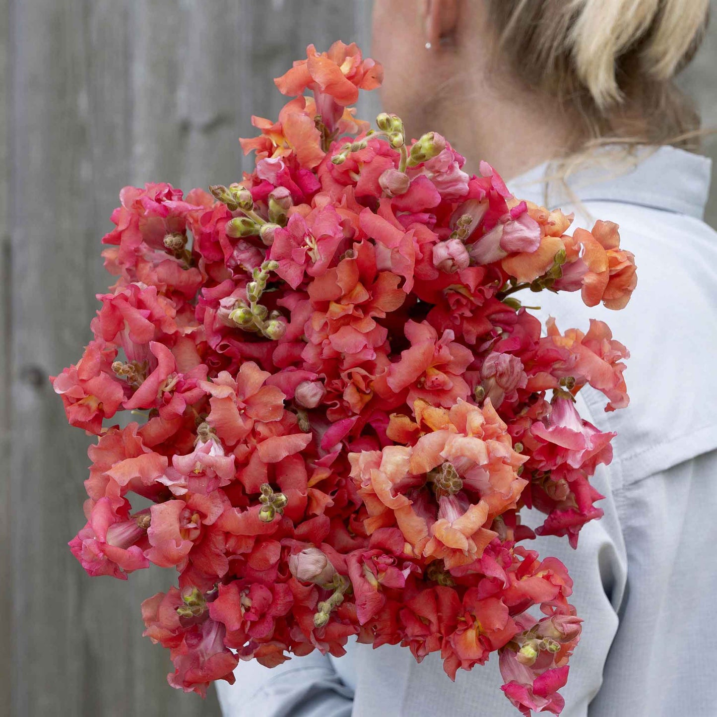 Snapdragon Seeds - Madame Butterfly Bronze Cherry