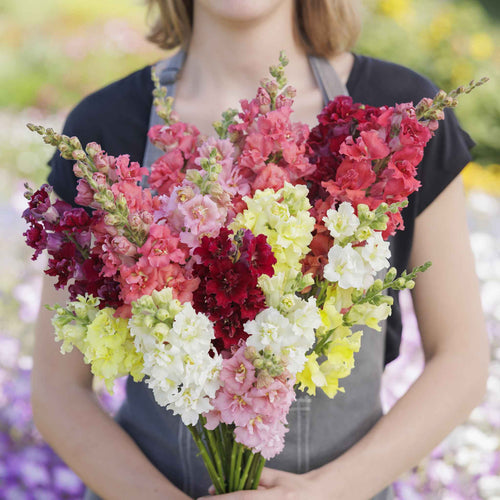 Snapdragon Seeds - Madame Butterfly Mix