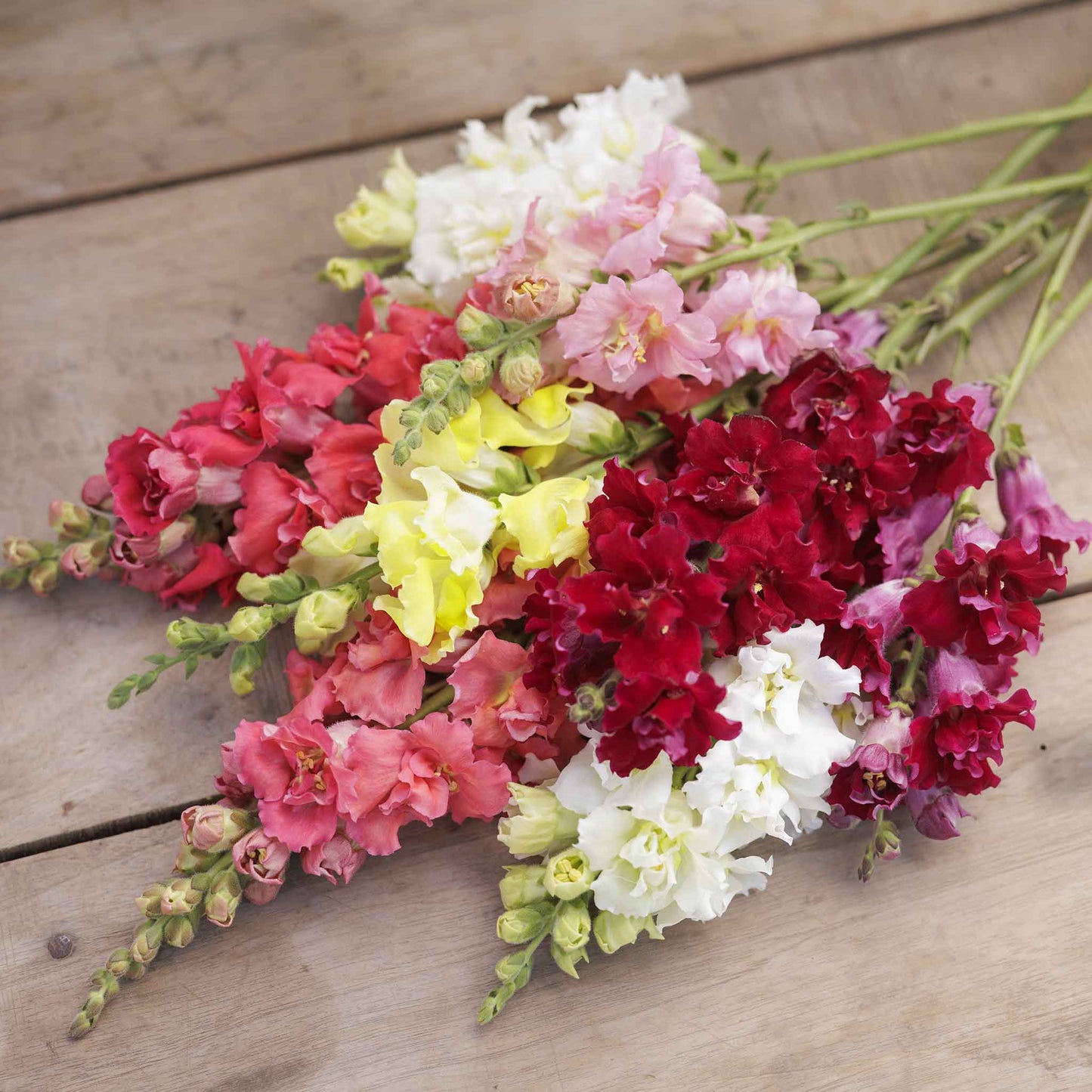 Snapdragon Seeds - Madame Butterfly Mix