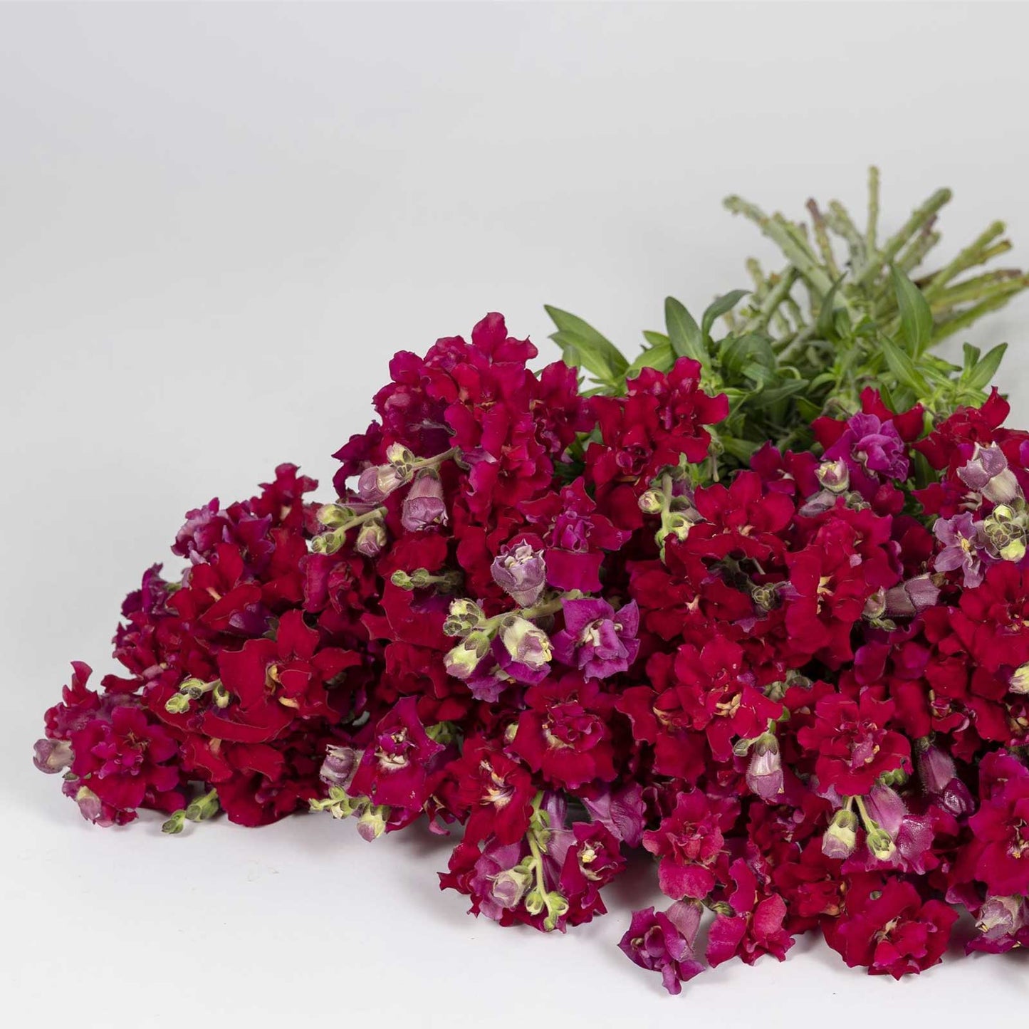 Snapdragon Seeds - Madame Butterfly Red