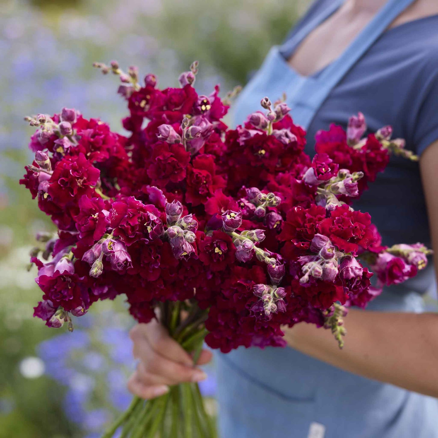 Snapdragon Seeds - Madame Butterfly Red