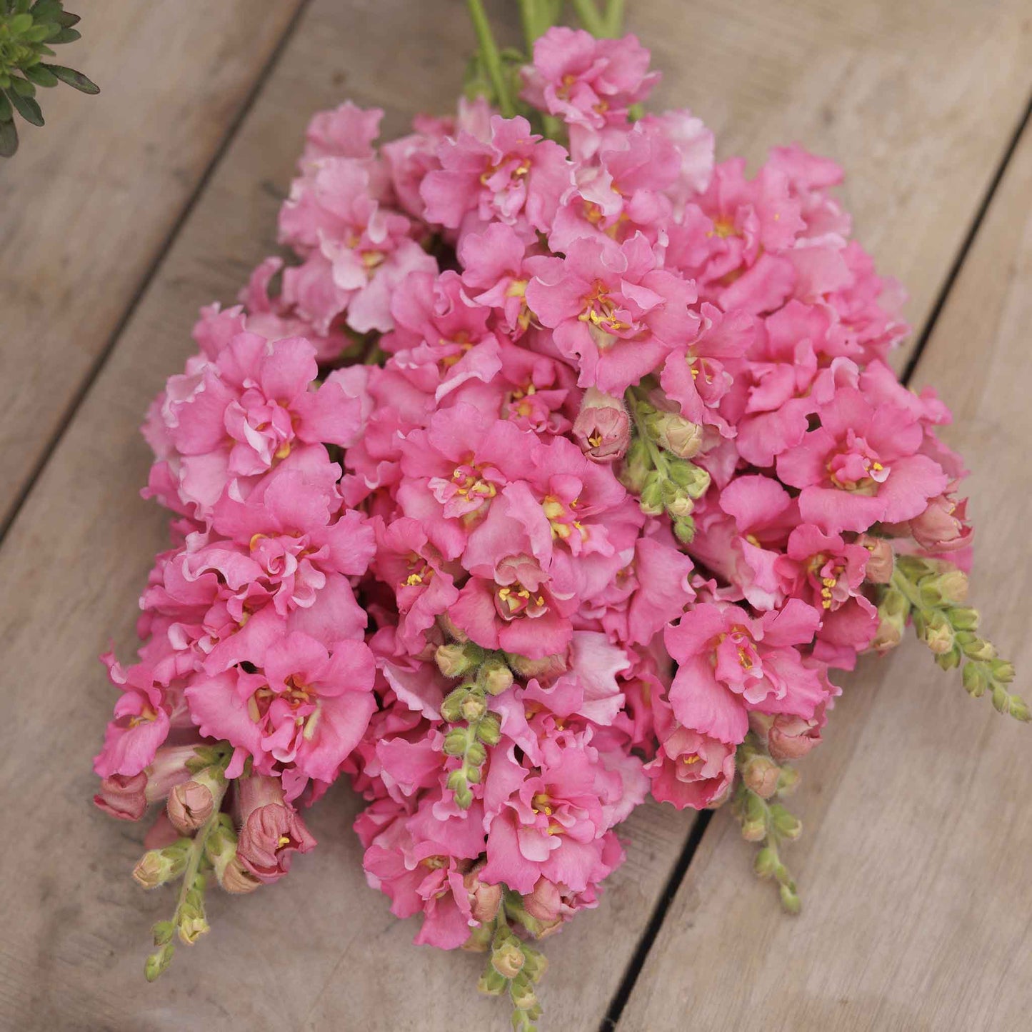 Snapdragon Seeds - Madame Butterfly Rose