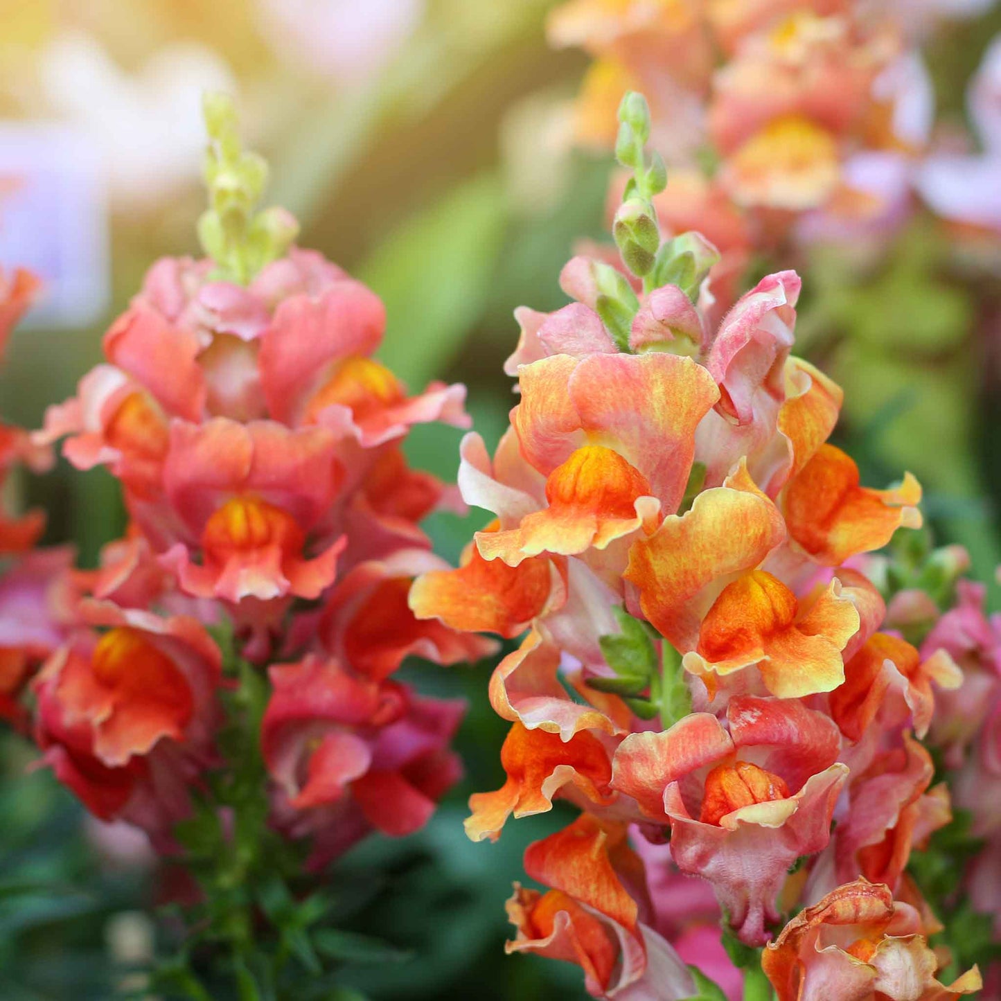 Snapdragon Seeds - Rocket Bronze