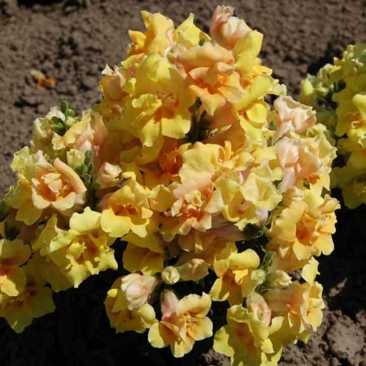 Snapdragon Seeds - Twinny Yellow Shades