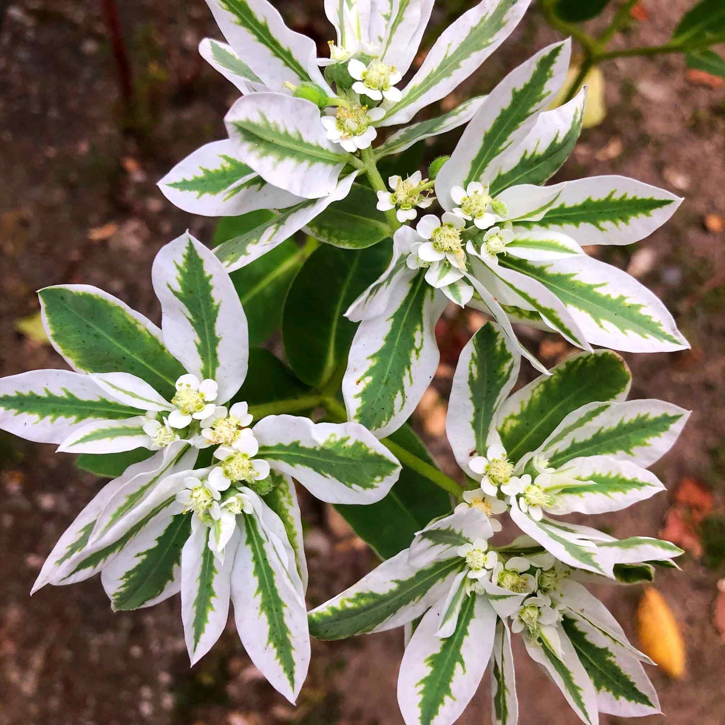 Snow on the Mountain Seeds