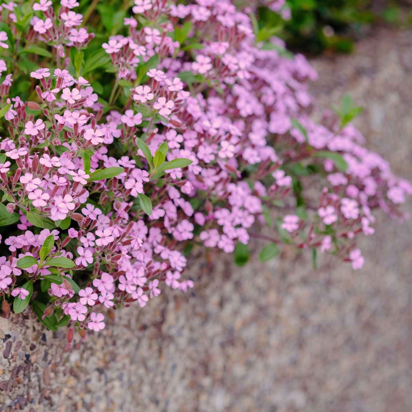 Soapwort Seeds - Rock Soapwort