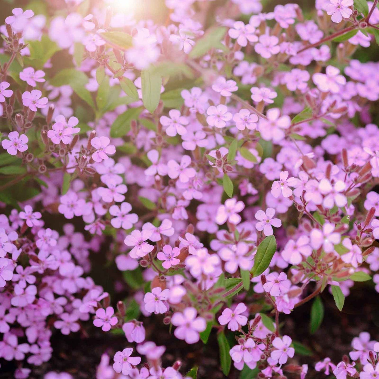 Soapwort Seeds - Rock Soapwort