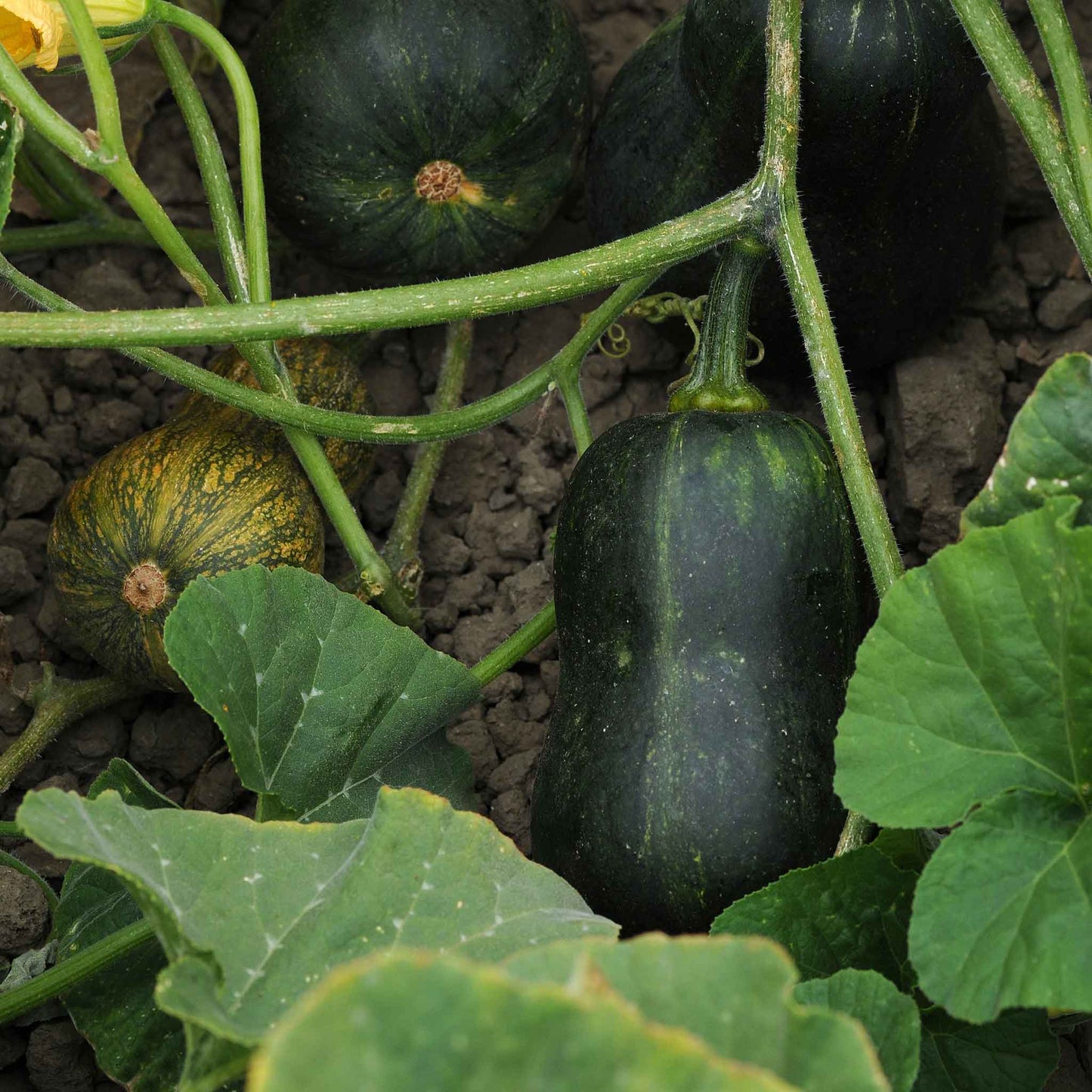 Squash Seeds (Winter) - Butterbaby