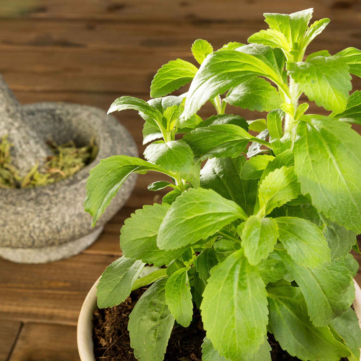 Stevia Seeds - Sweetie Star