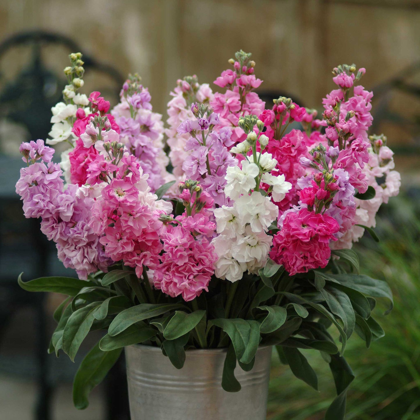 Stock Seeds - Katz Pink Mix