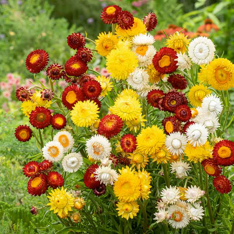 Strawflower Seeds - Sunny Mix