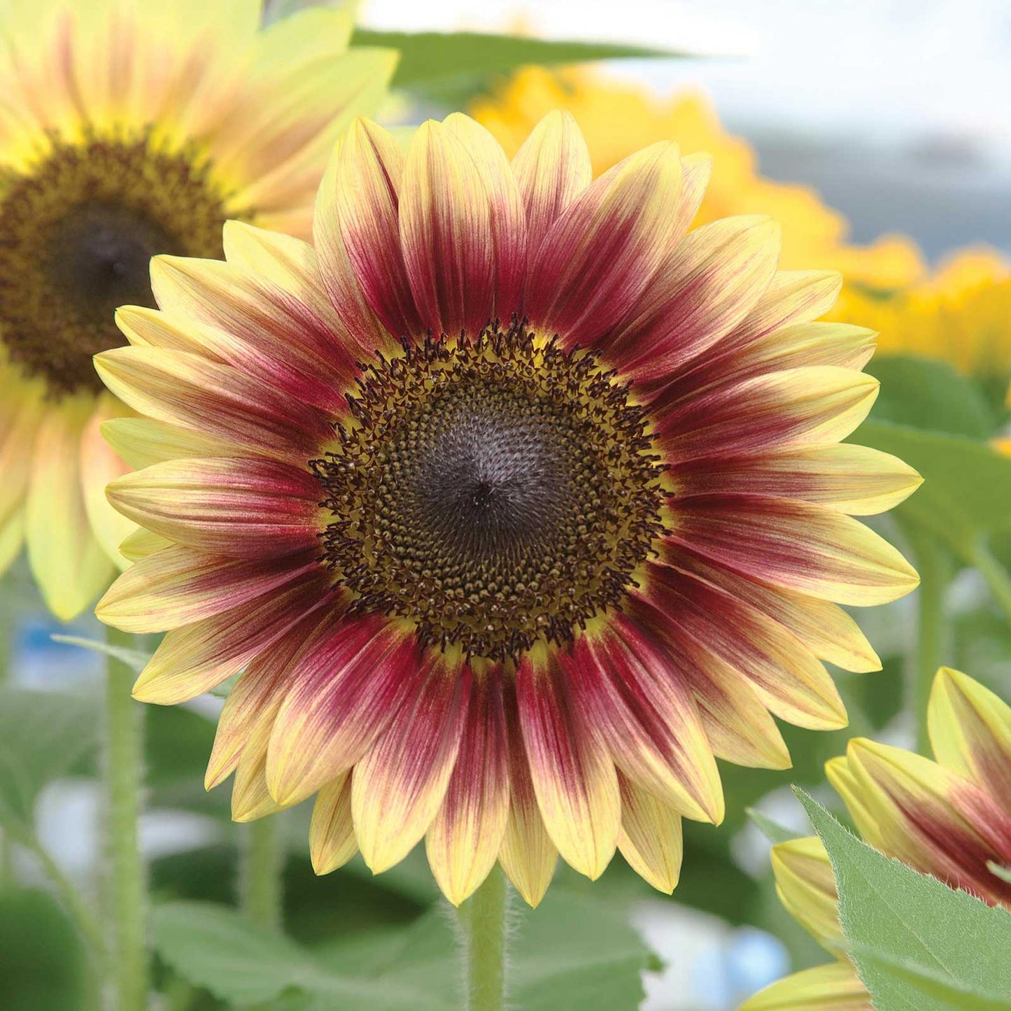 Sunflower Seeds - Marley