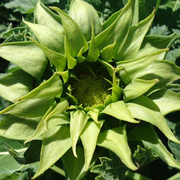 Sunflower Seeds - SunFill Green