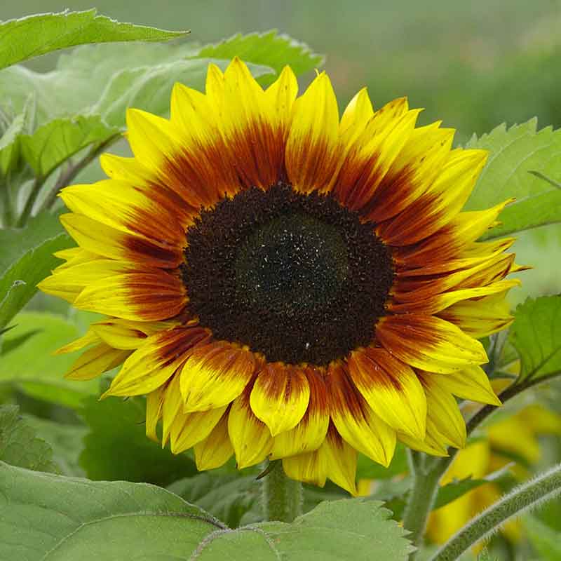 Sunflower Seeds - Ziggy