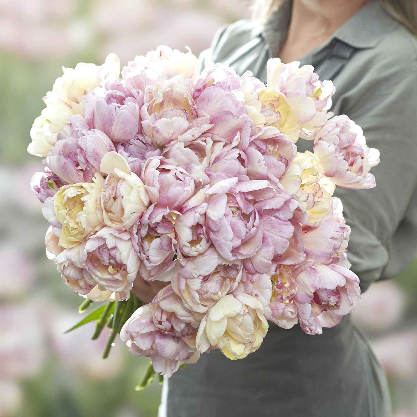 Tulip Bulbs - Double Shake