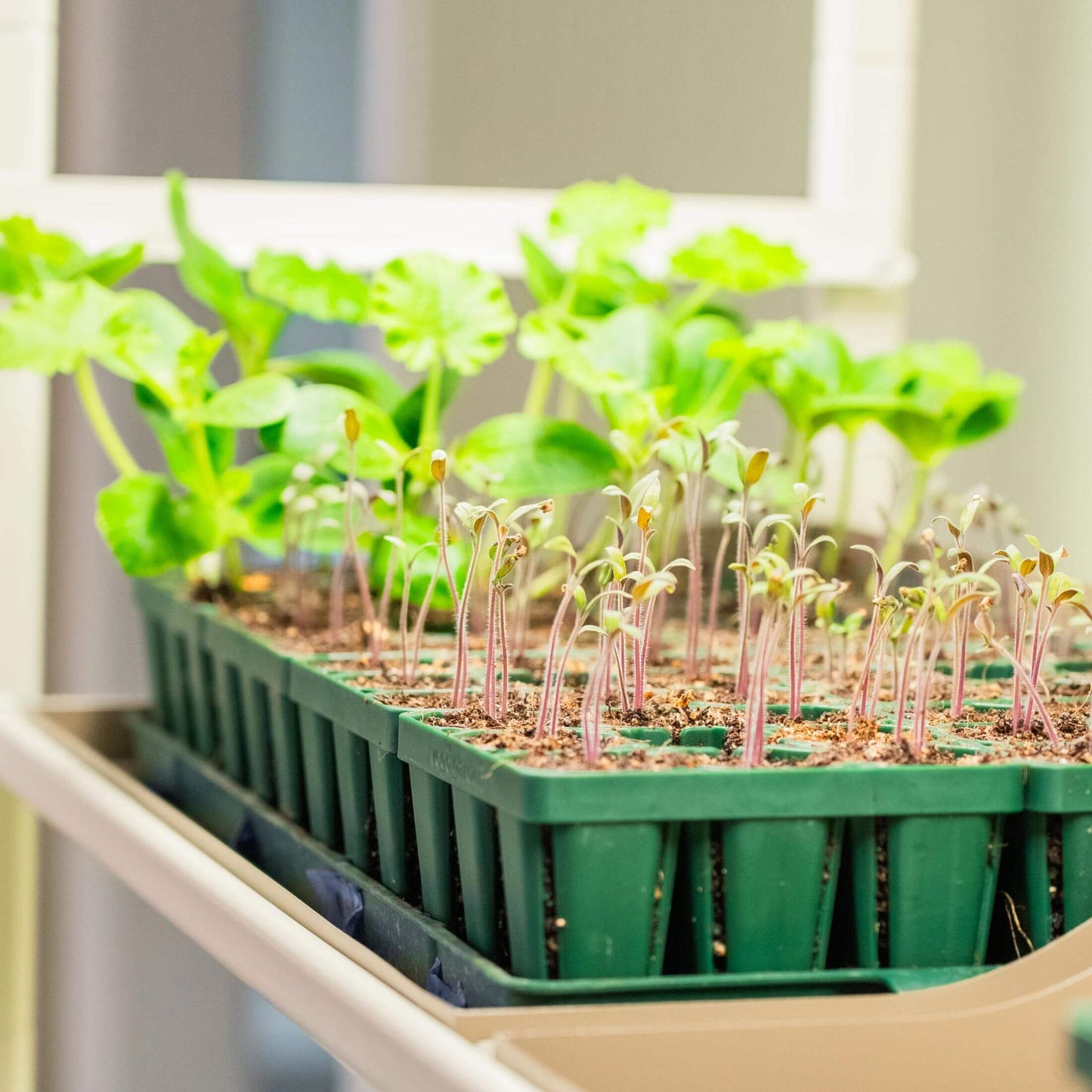 4 Tier Grow Light Garden with Storage