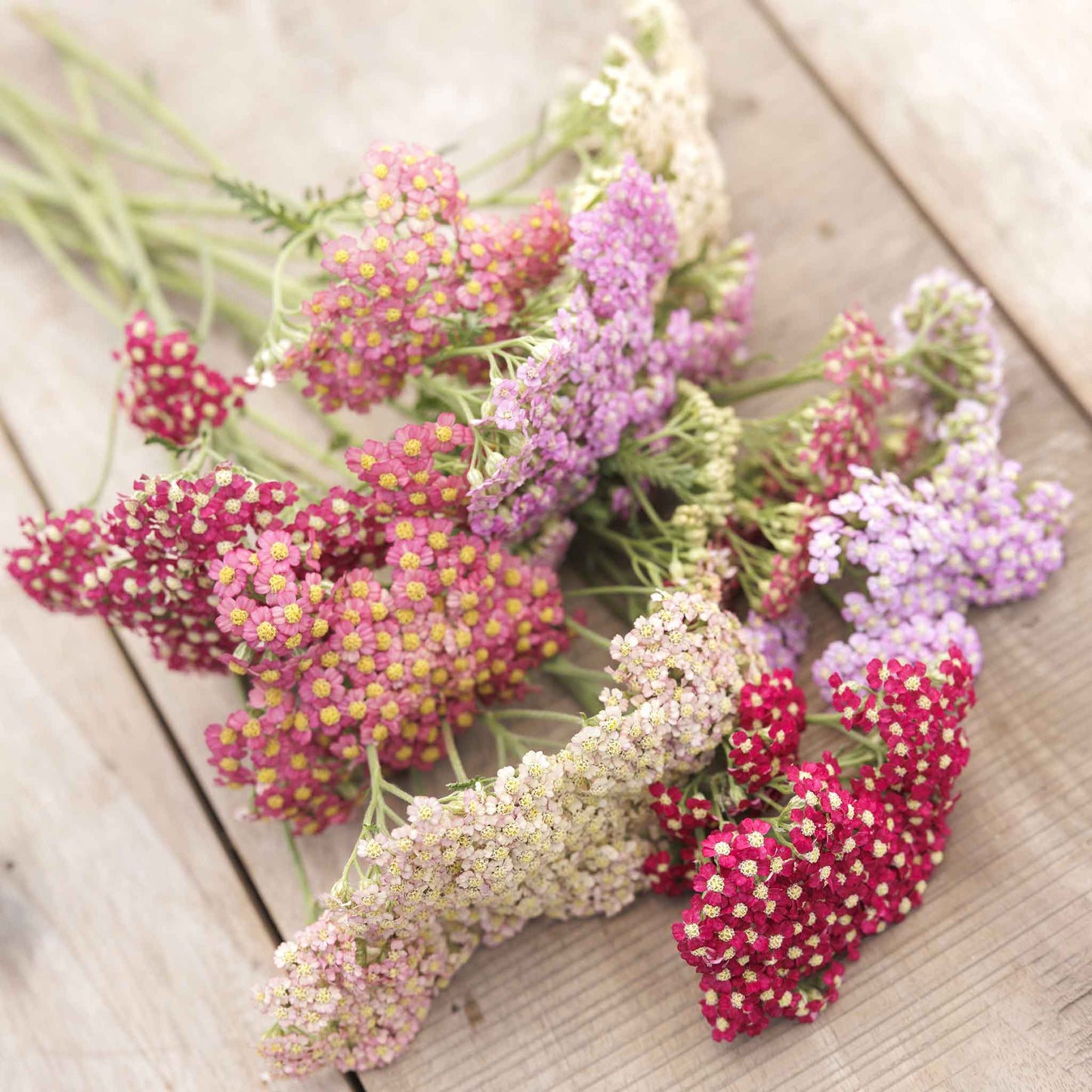 Yarrow Roots - Summer Pastels