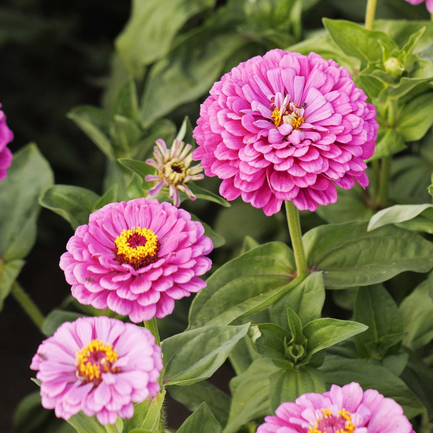 Zinnia Seeds - Benary Giant Lilac