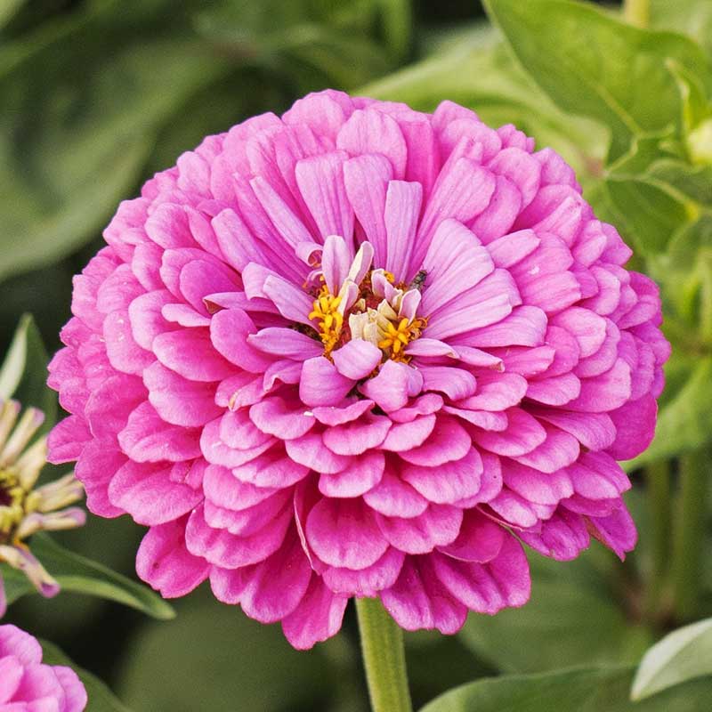 Zinnia Seeds - Benary Giant Lilac