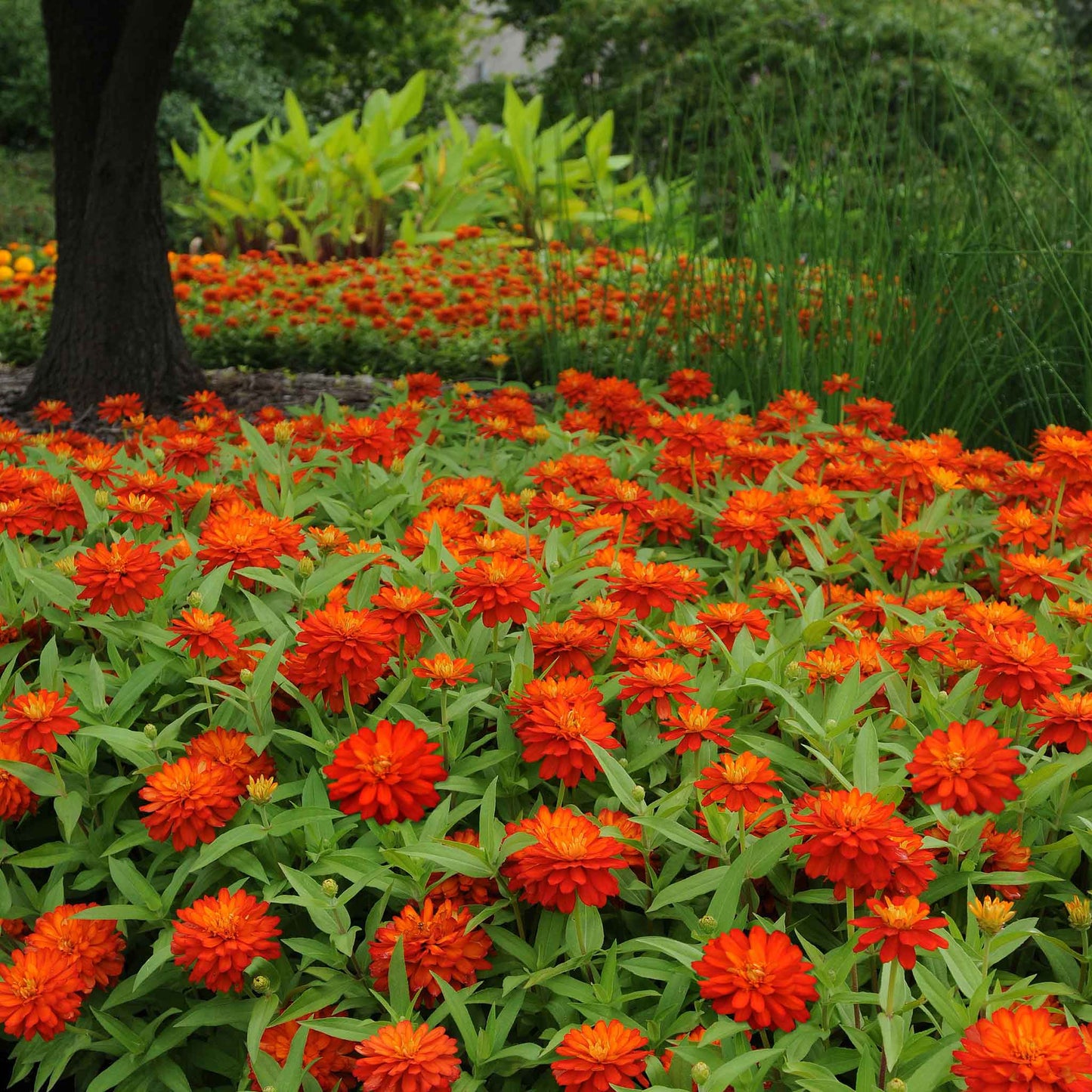Zinnia Seeds - Double Zahara Fire