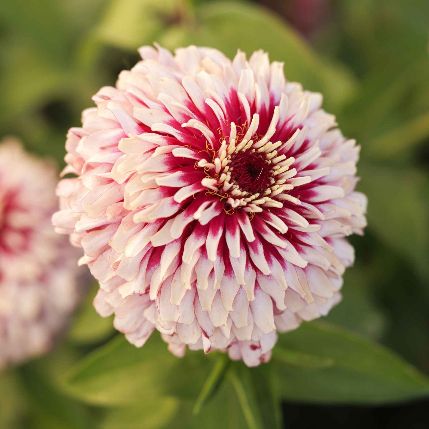 Zinnia Seeds - Mazurkia