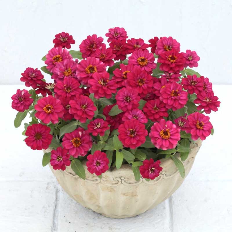 Zinnia Seeds - Profusion Double Hot Cherry