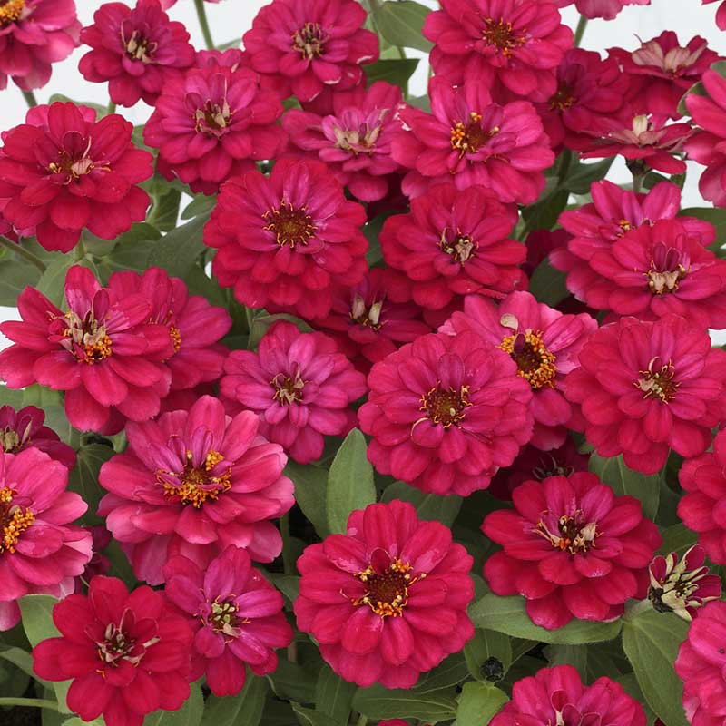 Zinnia Seeds - Profusion Double Hot Cherry