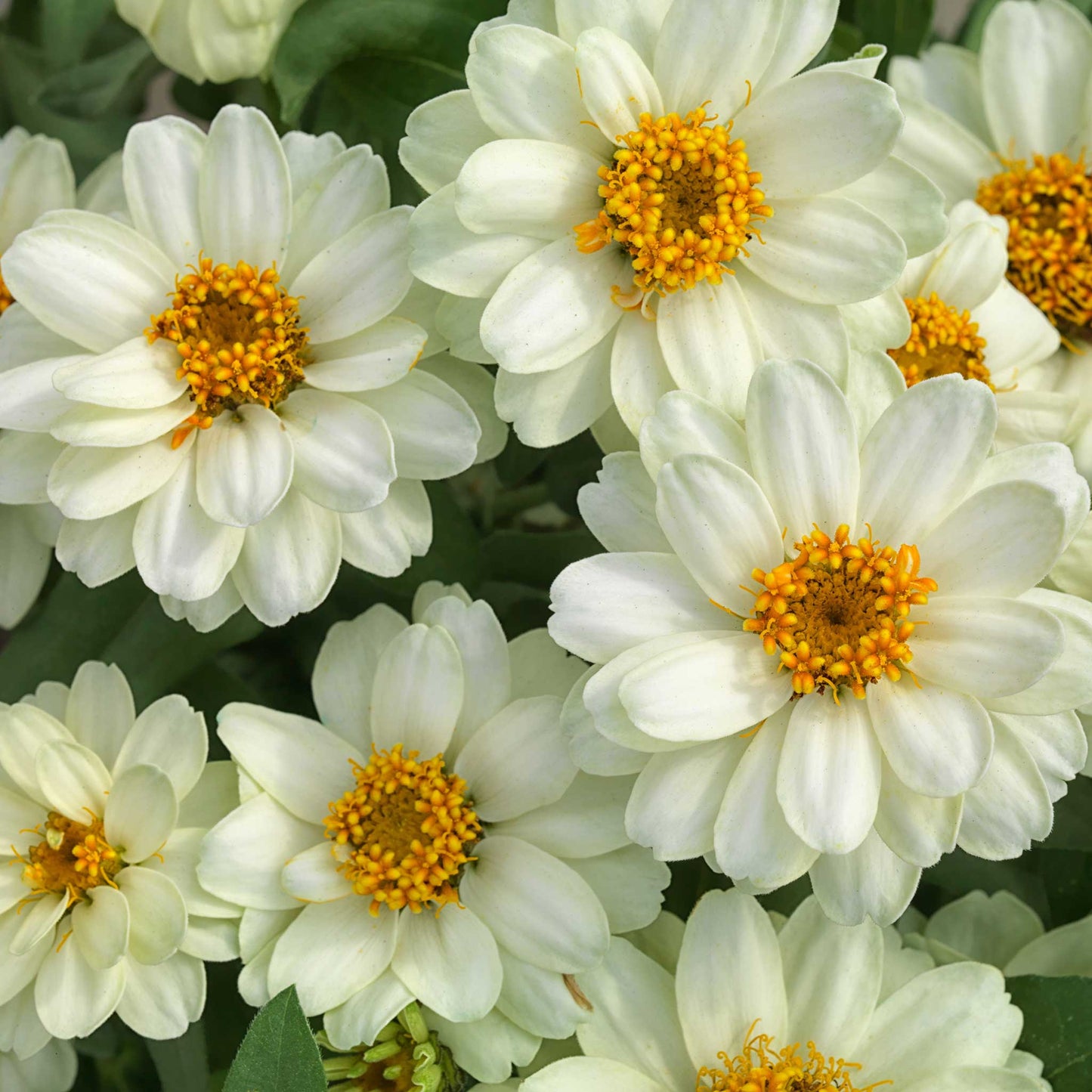 Zinnia Seeds - Profusion Double White