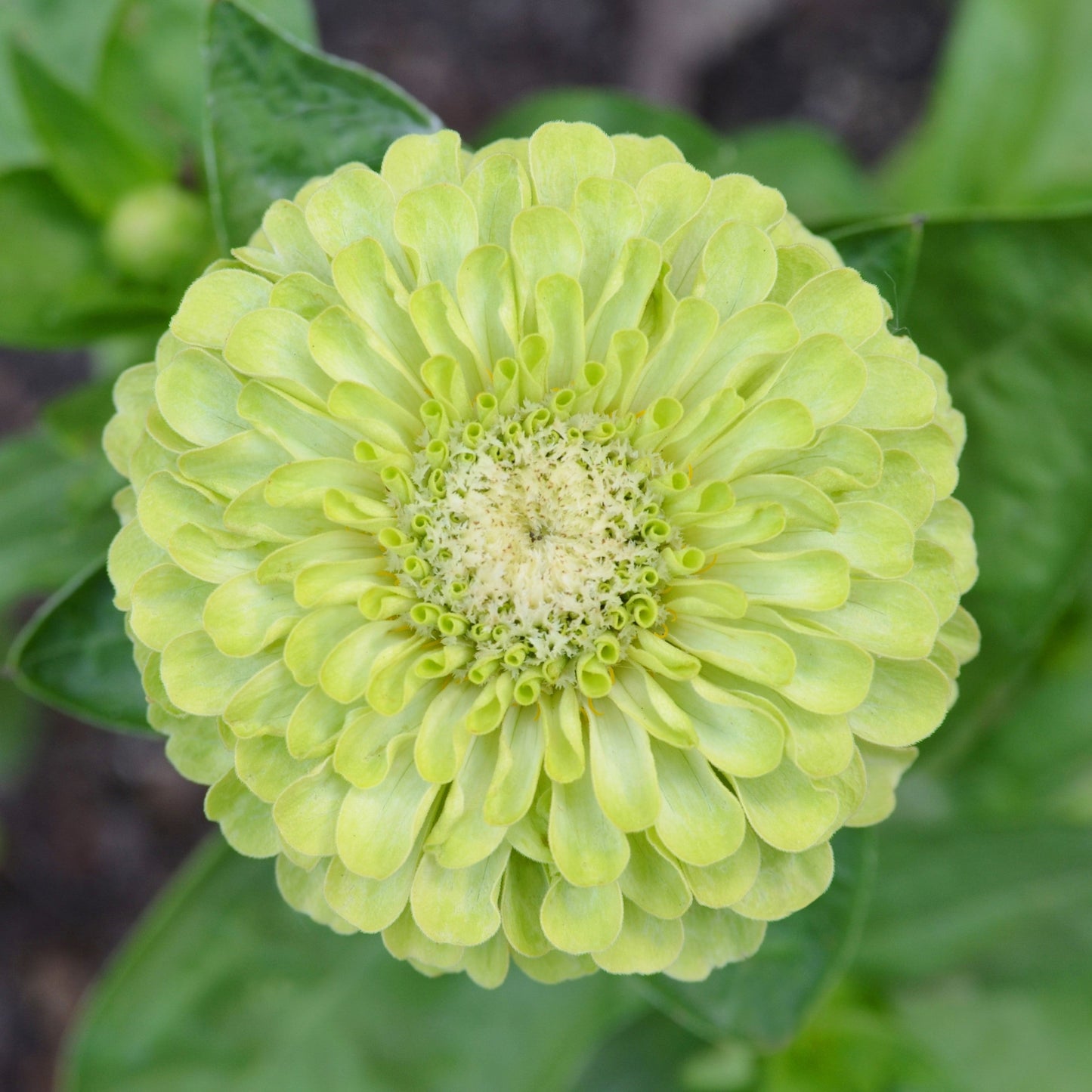 Zinnia Seeds - Queeny Lime