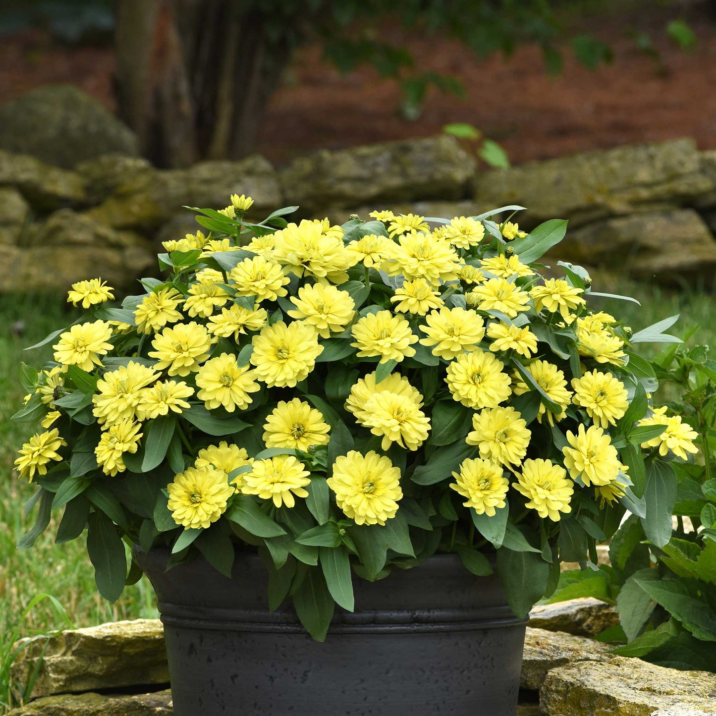 Zinnia Seeds - Zahara Double Yellow