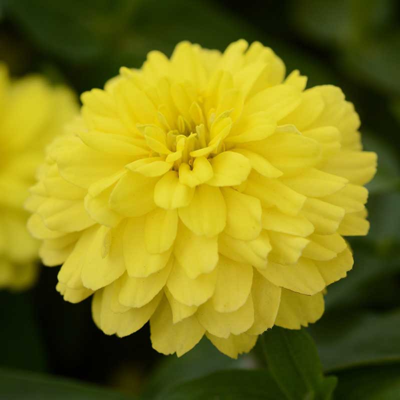 Zinnia Seeds - Zahara Double Yellow