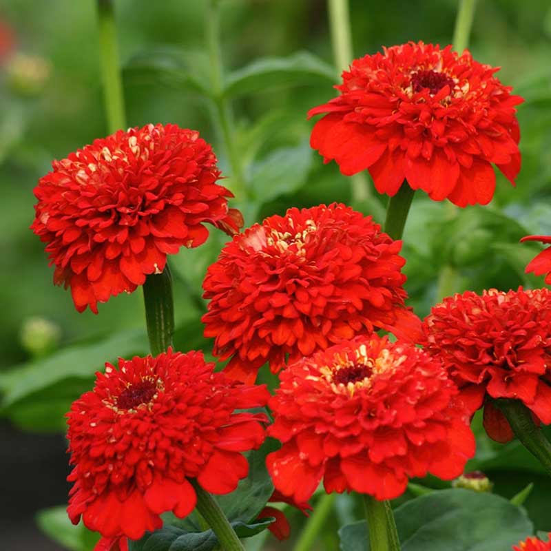 Zinnia Seeds - Zinderella Red