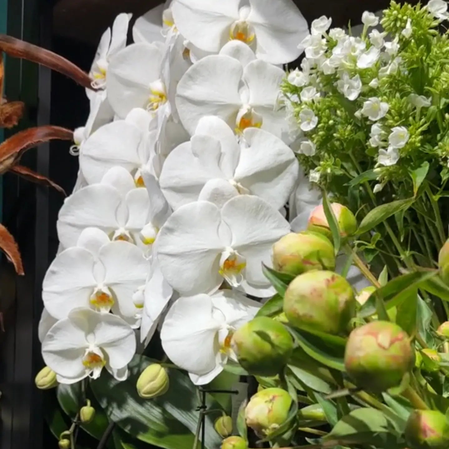 Last Day Discount：50% 🌸 Exclusive Next-Generation BloomBoost Plant Nutrient Powder – A rare breakthrough in the cultivation of flowering plants🌸