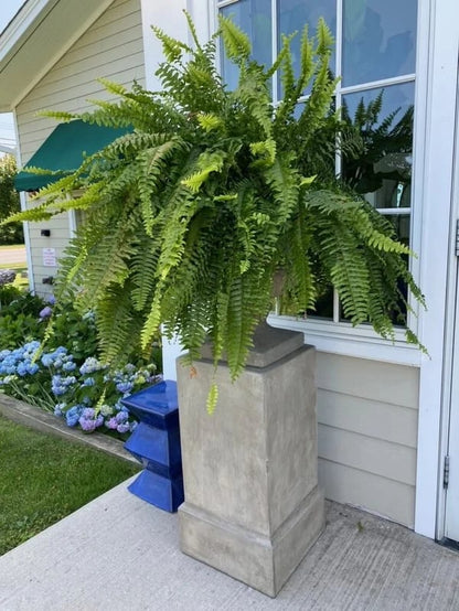 Last Day 80% OFF--UV Resistant Lifelike Artificial Boston Fern🍀