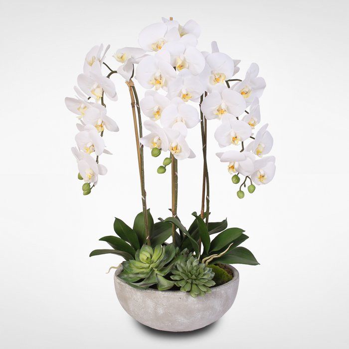 Last Day Discount：50% 🌸 Exclusive Next-Generation BloomBoost Plant Nutrient Powder – A rare breakthrough in the cultivation of flowering plants🌸