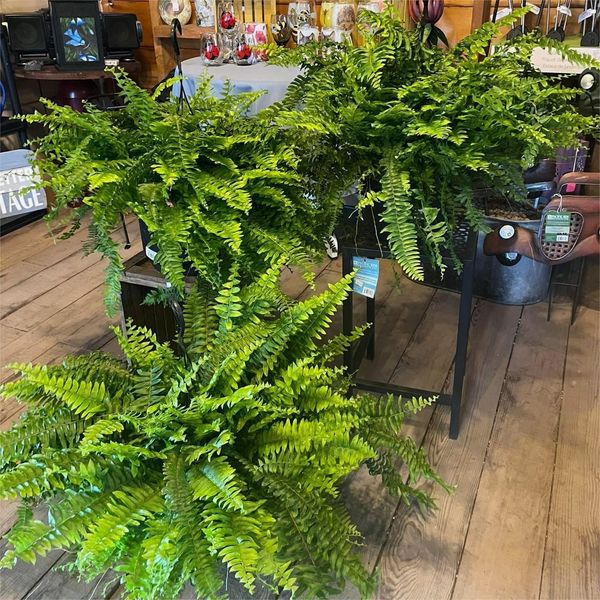 Last Day 80% OFF--UV Resistant Lifelike Artificial Boston Fern🍀