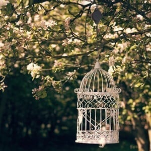 Last Day 49% 0FF🌳Plant Pulley Set For Garden Baskets Pots. Birds Feeder