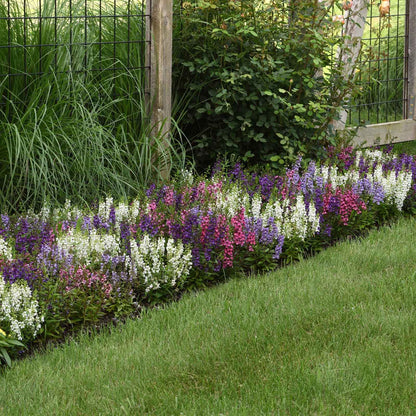 Angelonia Seeds - Serena Mix