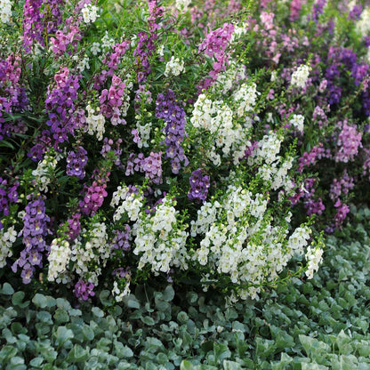 Angelonia Seeds - Serena Mix