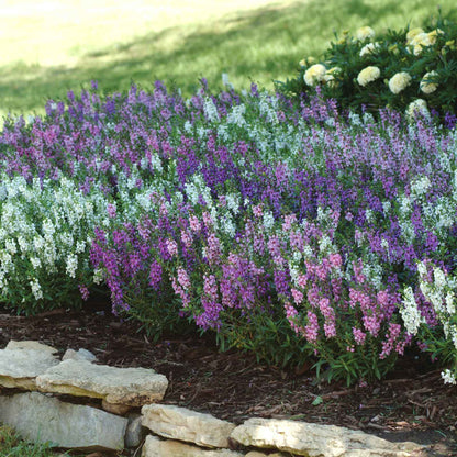 Angelonia Seeds - Serena Mix