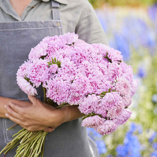 Aster Seeds (Peony Duchess) - Coral Rose