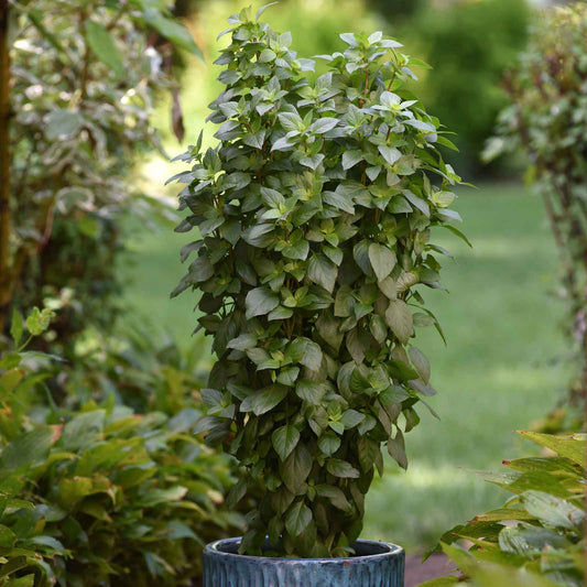 Basil Seeds - Everleaf Thai Tower