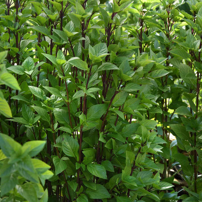 Basil Seeds - Everleaf Thai Tower
