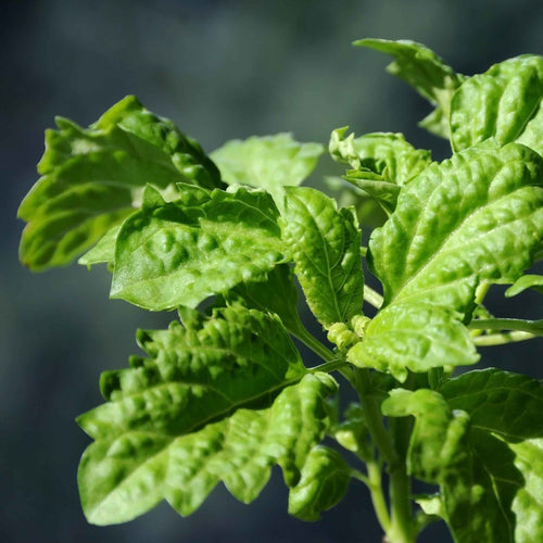 Basil Seeds - Lettuce Leaf