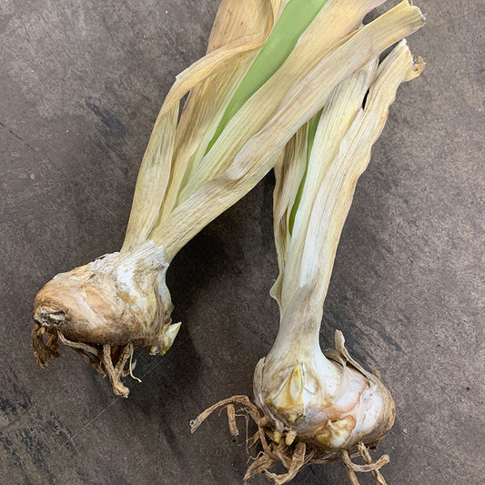 Bearded Iris - Cubs Win It
