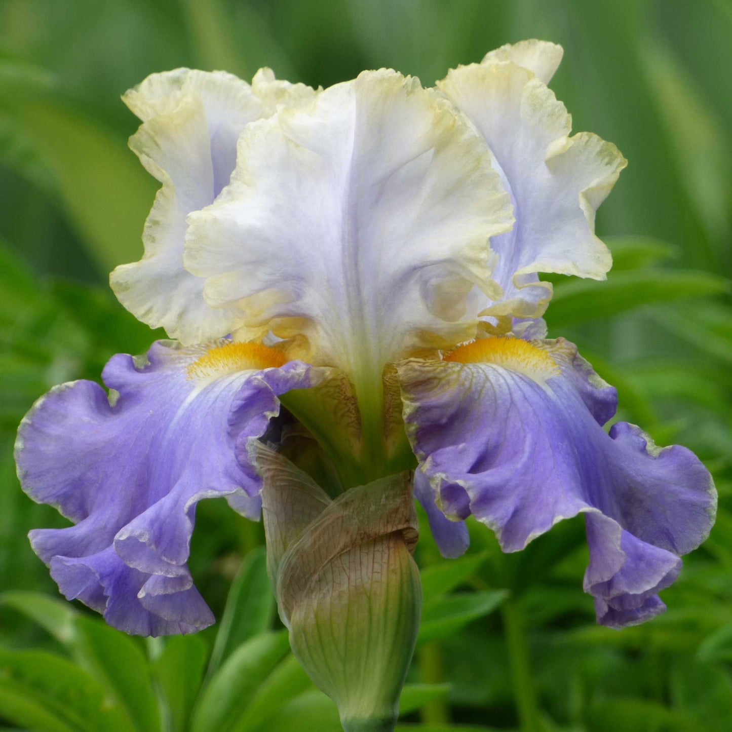 Bearded Iris - Gilt-Edged Bond